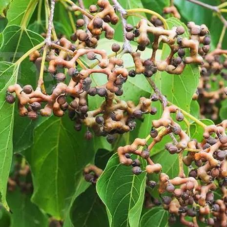 2022行业消费趋势之药食同源篇 2022行业消费趋势之药食同源篇