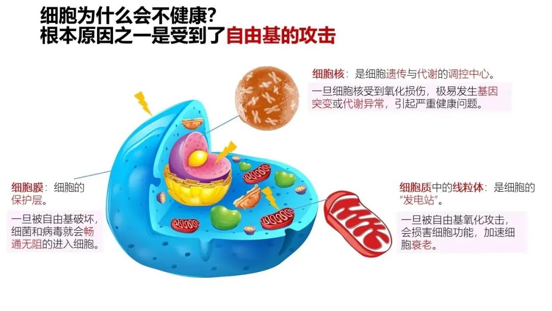 自由基——人体健康和衰老的最大元凶! 自由基——人体健康和衰老的最大元凶!