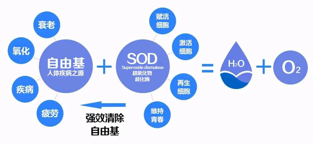 自由基——人体健康和衰老的最大元凶! 自由基——人体健康和衰老的最大元凶!