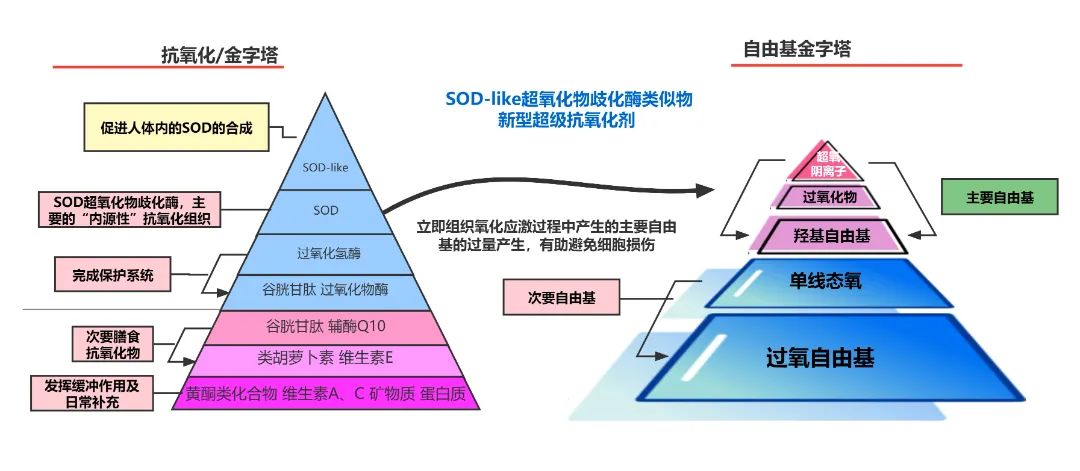 SOD | 保持年轻健康的活力之源! SOD | 保持年轻健康的活力之源!