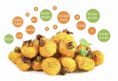 佳联生技|健康食品原料新宠——刺梨冻干粉 佳联生技|健康食品原料新宠——刺梨冻干粉