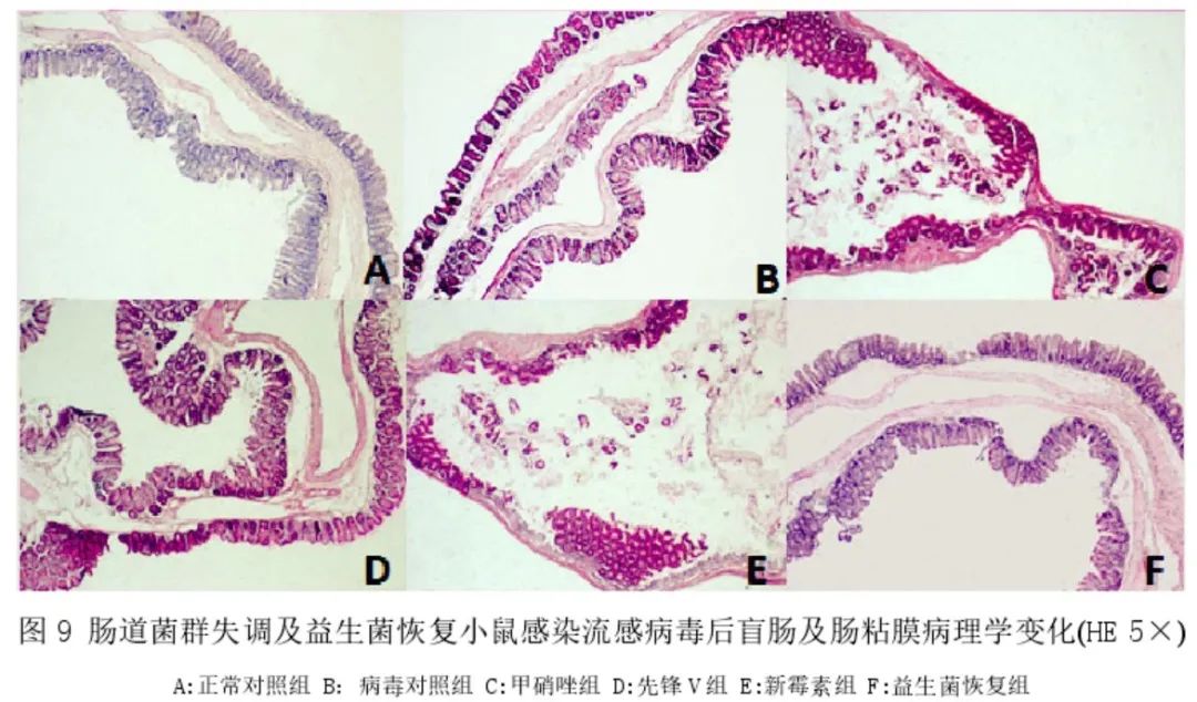 益生菌代加工|XBB毒株刷屏!科学补充益生菌,提升肠道免疫力才是关键! 益生菌代加工|XBB毒株刷屏!科学补充益生菌,提升肠道免疫力才是关键!