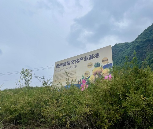 刺梨原汁供应厂家|怎么挑选品质好的刺梨原汁 刺梨原汁供应厂家|怎么挑选品质好的刺梨原汁
