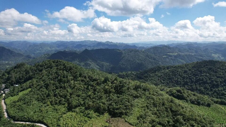 刺梨丰收季，这颗山里的小果子，终于C位出道了！