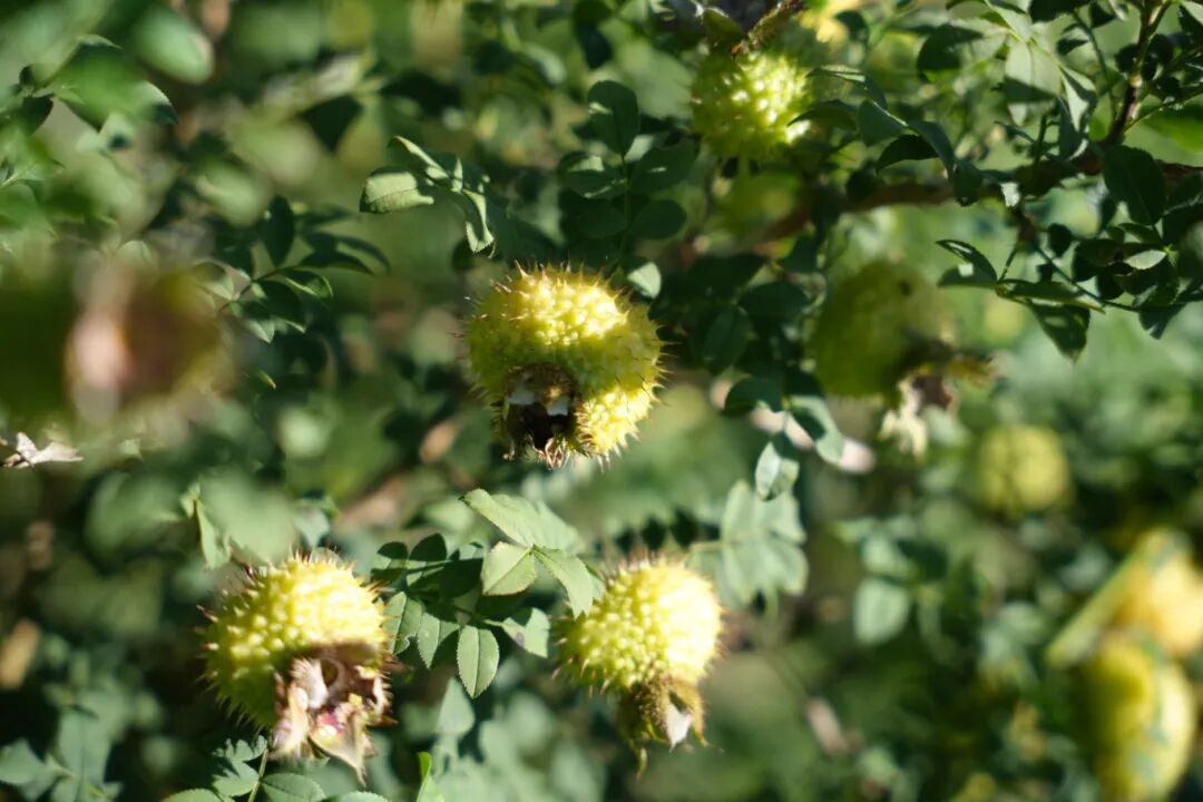 成分党进阶!当“刺梨”遇见“rrtf”,定义下一代口服美容新标准 成分党进阶!当“刺梨”遇见“rrtf”,定义下一代口服美容新标准