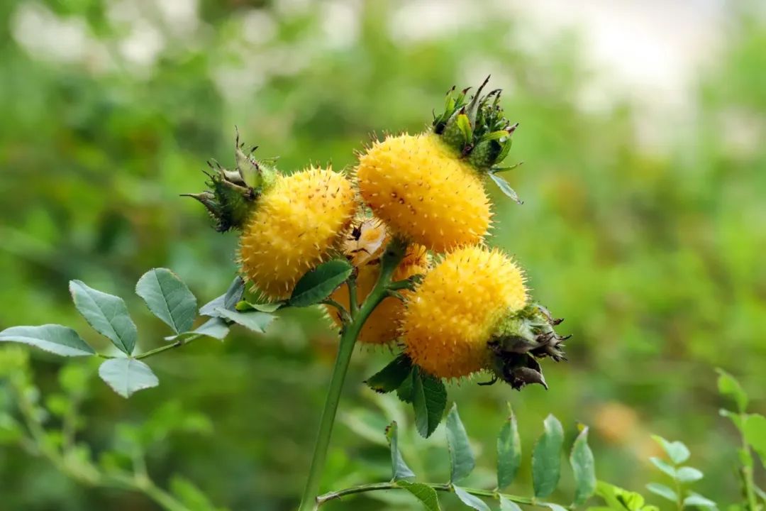 「君臣佐使」遇见刺梨酵素RRTf:重新定义艾肝营养方案 「君臣佐使」遇见刺梨酵素RRTf:重新定义艾肝营养方案