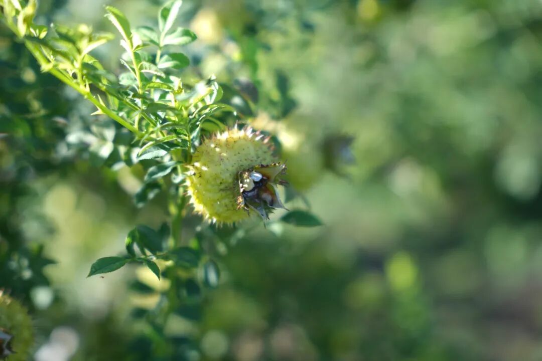 抢占银发经济先机:刺梨酵素贴牌定制,为您的品牌注入差异化竞争力 抢占银发经济先机:刺梨酵素贴牌定制,为您的品牌注入差异化竞争力