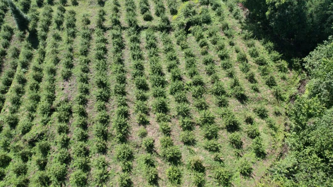 喜报∣佳联入选贵州遵义2025年市级龙头企业