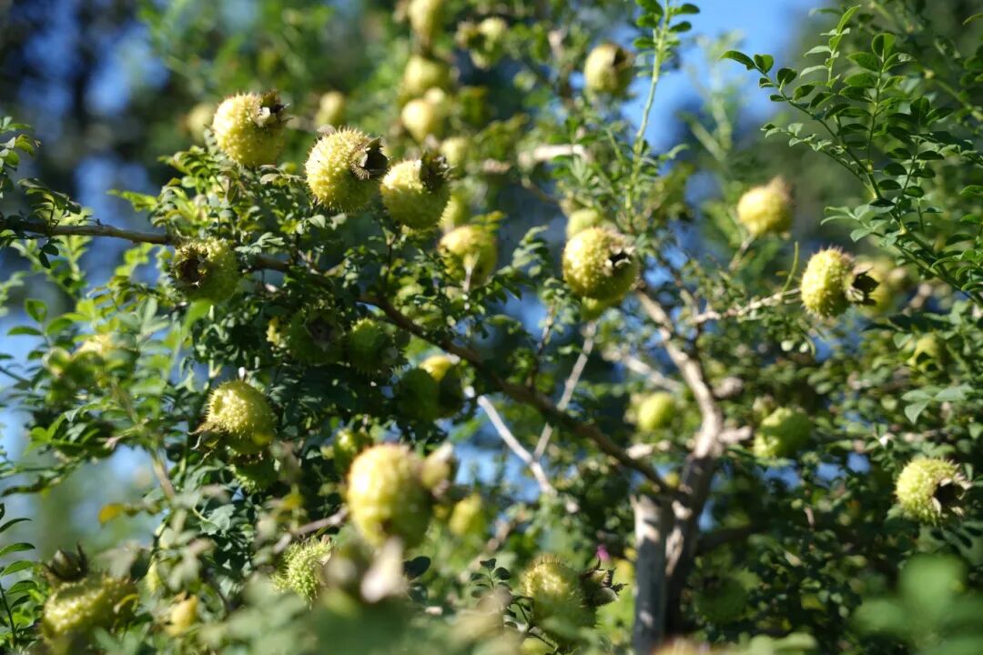 从源头到终端:佳联生技全产业链赋能,打造功能食品硬实力 从源头到终端:佳联生技全产业链赋能,打造功能食品硬实力