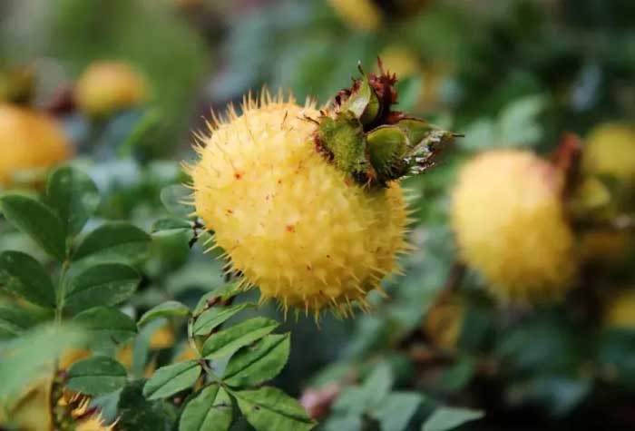 3年增长3倍！贵州刺梨跃升为百亿级特色优势产业！