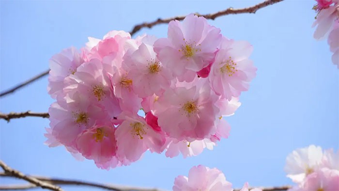 原料资讯 | 关山樱花、吡咯并喹啉醌二钠盐获批新食品原料