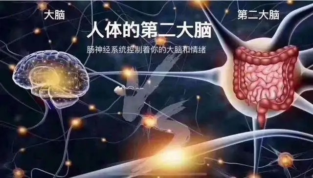 酵素代加工|帕金森病真的源起肠道吗？