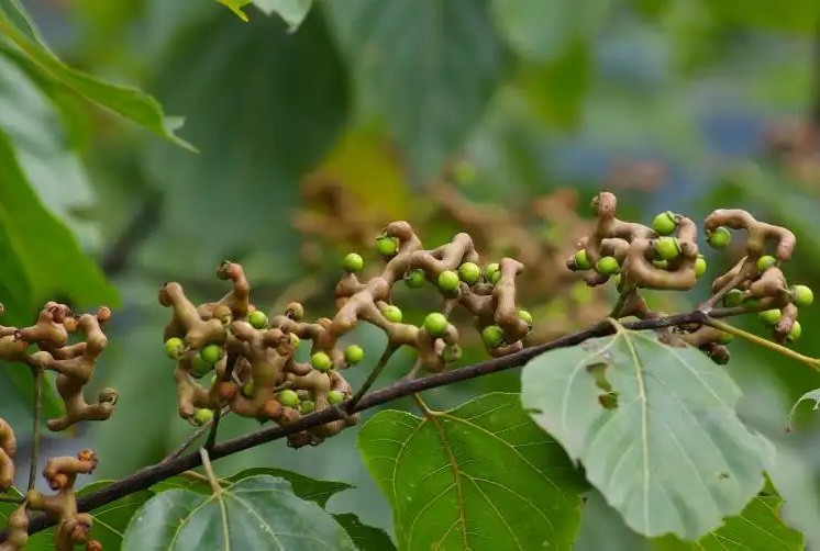 酵素代加工工厂|场景化精准营销，掘金万亿解酒市场