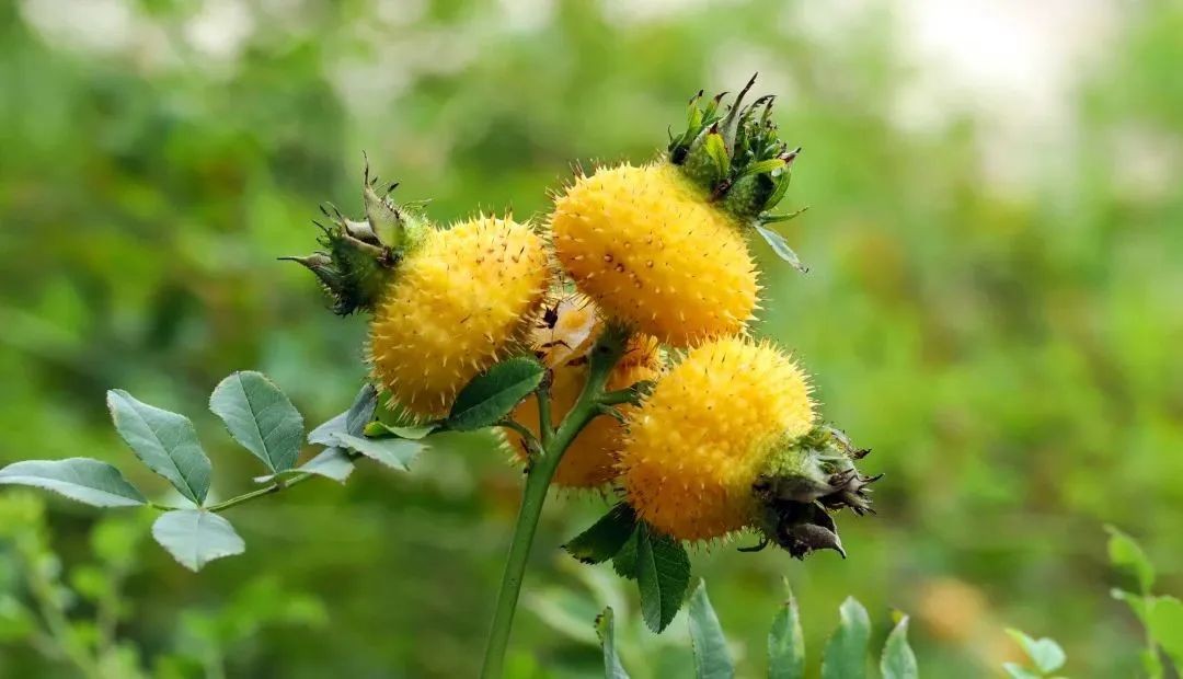 酵素工厂|万物回生，百病易发！早春养生关键就在免疫力！