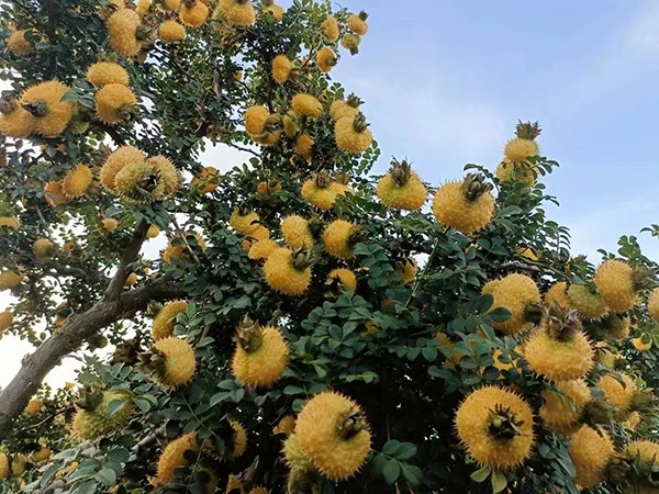 刺梨原汁供应厂家|怎么挑选品质好的刺梨原汁