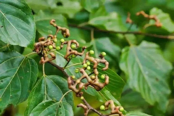 佳联生技｜药食同源·护肝养生新启示-枳椇子