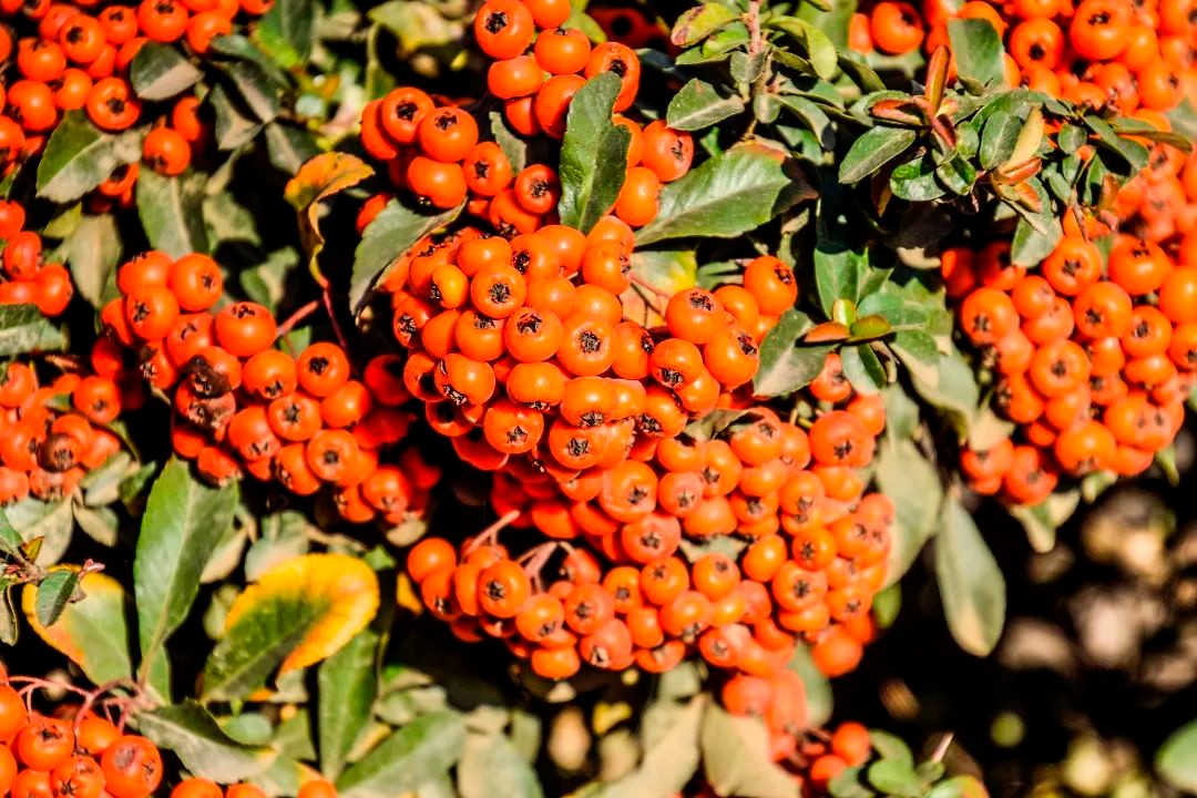 佳联生技新增发明专利1项，满足您的个性化产品需求！