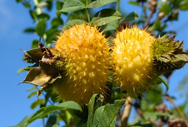品牌爆单却断货？佳联生技自有果园+柔性产线，让你告别“无米之炊”
