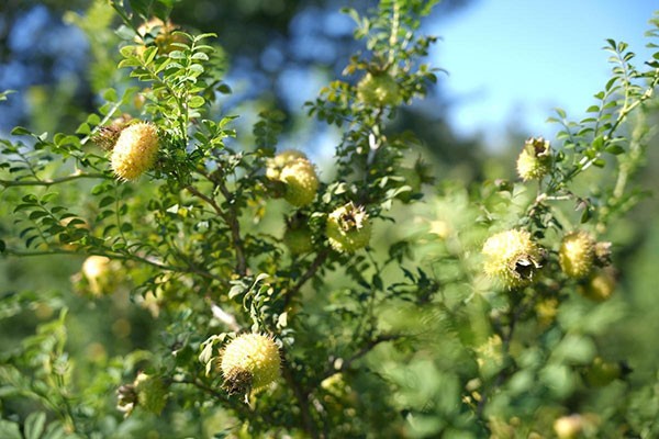 【刺梨酵素代工厂】专业定制天然酵素饮品，打造健康新选择