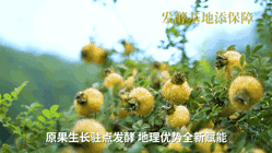 喜报!佳联生技荣获“贵州省刺梨行业协会理事单位” 喜报!佳联生技荣获“贵州省刺梨行业协会理事单位”