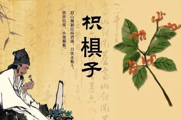酵素加工厂|千古解酒护肝第一方!药食同源枳椇子 酵素加工厂|千古解酒护肝第一方!药食同源枳椇子