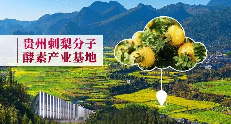 喜报 | 佳联生技荣获贵州刺梨公共品牌使用权 喜报 | 佳联生技荣获贵州刺梨公共品牌使用权