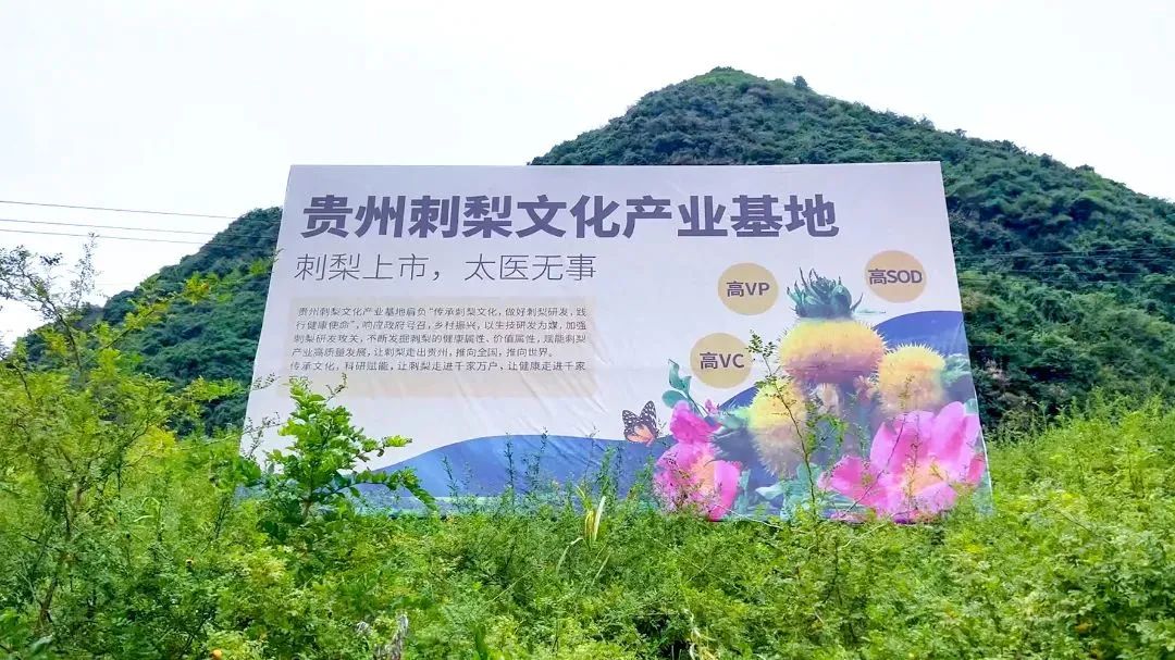 喜报 | 佳联生技荣获贵州刺梨公共品牌使用权 喜报 | 佳联生技荣获贵州刺梨公共品牌使用权