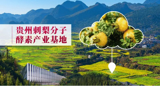 佳联生技|贵州刺梨荣登国际科学期刊《Nature》全球瞩目! 佳联生技|贵州刺梨荣登国际科学期刊《Nature》全球瞩目!