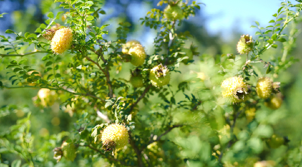 RRTf起点——把刺梨带入发酵健康体系