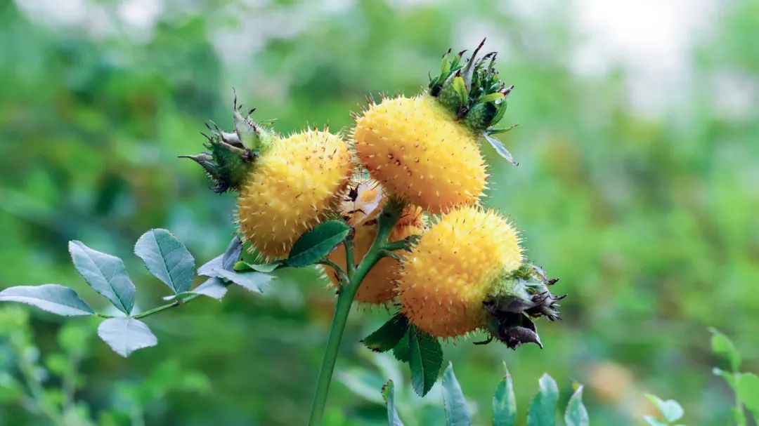 从君臣佐使到RRTf:如何打造“硬核”艾肝产品? 从君臣佐使到RRTf:如何打造“硬核”艾肝产品?