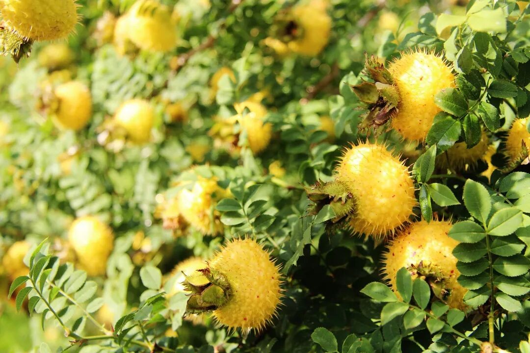  绿智造・酵健康｜佳联生技再添“绿色工厂”荣誉